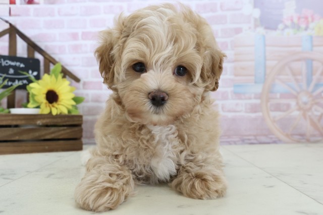 鹿児島県のマルプー(マルチーズ×プードル) (Coo&RIKU鹿児島店/2026年1月13日生まれ/男の子/アプリコット)の子犬の1枚目の画像