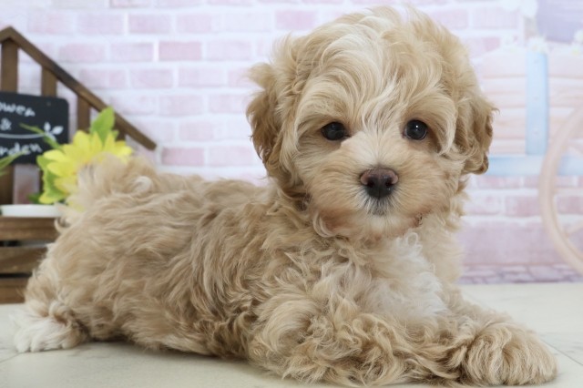 鹿児島県のマルプー(マルチーズ×プードル) (Coo&RIKU鹿児島店/2026年1月13日生まれ/男の子/アプリコット)の子犬の2枚目の画像