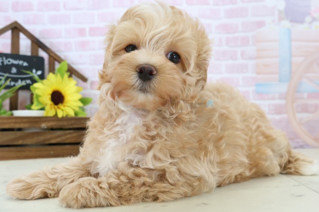 鹿児島県のマルプー(マルチーズ×プードル) (Coo&RIKU鹿児島店/2026年1月13日生まれ/男の子/アプリコット)の子犬の3枚目の画像