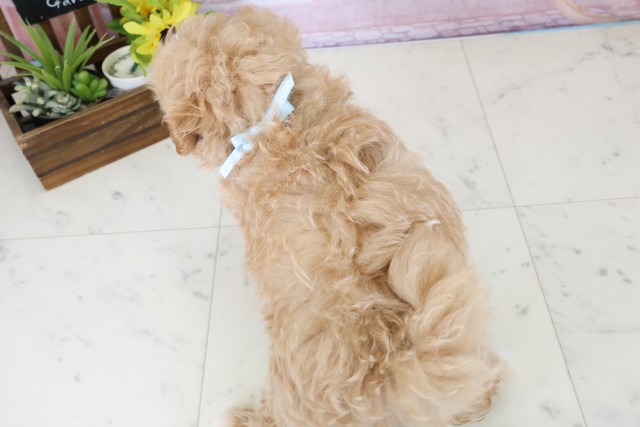 鹿児島県のマルプー(マルチーズ×プードル) (Coo&RIKU鹿児島店/2026年1月13日生まれ/男の子/アプリコット)の子犬の4枚目の画像