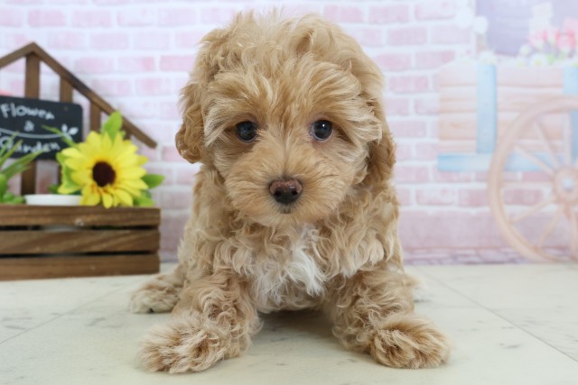 鹿児島県のマルプー(マルチーズ×プードル) (Coo&RIKU鹿児島店/2026年1月13日生まれ/女の子/アプリコット)の子犬の1枚目の画像