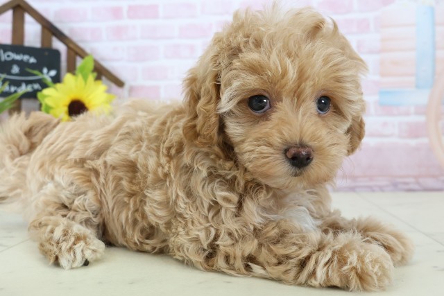 鹿児島県のマルプー(マルチーズ×プードル) (Coo&RIKU鹿児島店/2026年1月13日生まれ/女の子/アプリコット)の子犬の2枚目の画像