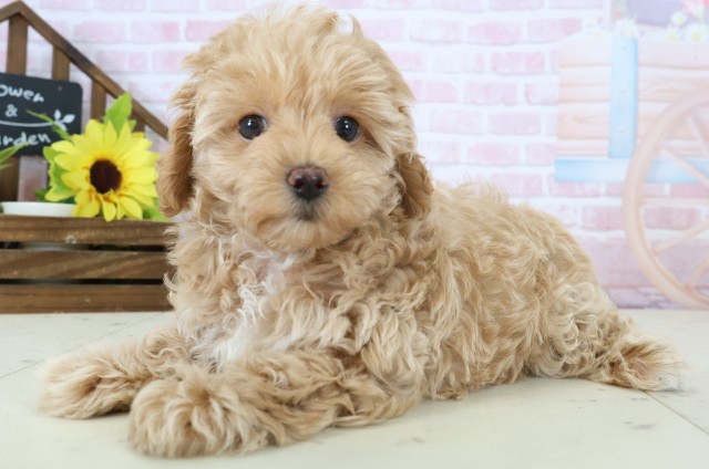 鹿児島県のマルプー(マルチーズ×プードル) (Coo&RIKU鹿児島店/2026年1月13日生まれ/女の子/アプリコット)の子犬の3枚目の画像