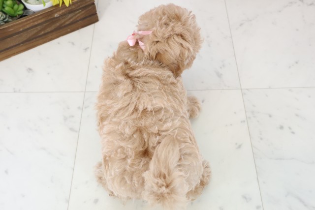 鹿児島県のマルプー(マルチーズ×プードル) (Coo&RIKU鹿児島店/2026年1月13日生まれ/女の子/アプリコット)の子犬の4枚目の画像
