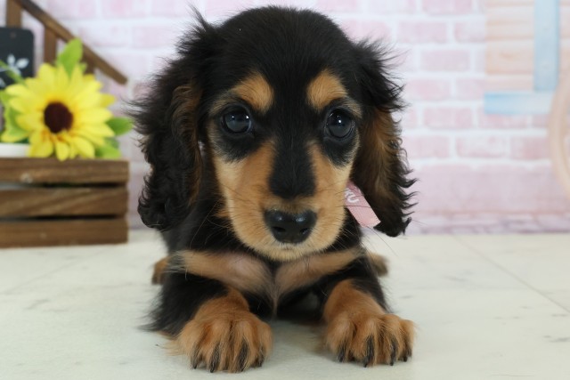 長崎県のミニチュアダックスフンド(ロング) (Coo&RIKU長崎浜町店/2026年1月13日生まれ/女の子/ブラックイエロー)の子犬の1枚目の画像