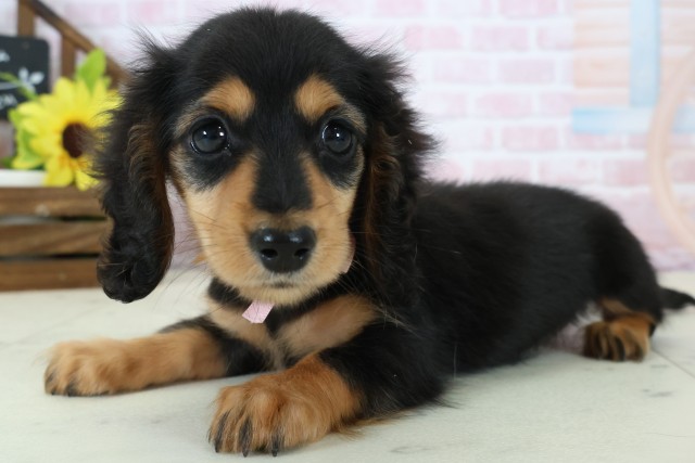 長崎県のミニチュアダックスフンド(ロング) (Coo&RIKU長崎浜町店/2026年1月13日生まれ/女の子/ブラックイエロー)の子犬の3枚目の画像