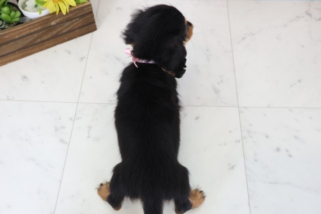 長崎県のミニチュアダックスフンド(ロング) (Coo&RIKU長崎浜町店/2026年1月13日生まれ/女の子/ブラックイエロー)の子犬の4枚目の画像