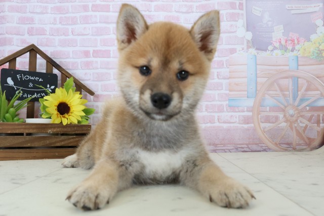 福岡県の豆柴 (Coo&RIKU久留米店/2026年1月11日生まれ/男の子/赤)の子犬の1枚目の画像