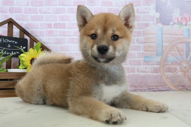 福岡県の豆柴 (Coo&RIKU久留米店/2026年1月11日生まれ/男の子/赤)の子犬の2枚目の画像