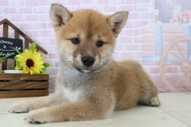 福岡県の豆柴 (Coo&RIKU久留米店/2026年1月11日生まれ/男の子/赤)の子犬の3枚目の画像