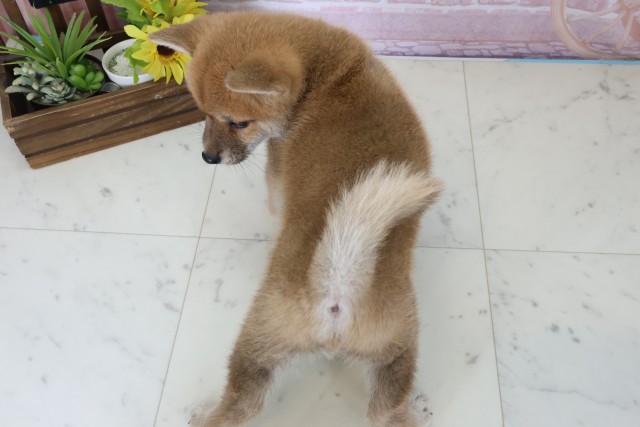 福岡県の豆柴 (Coo&RIKU久留米店/2026年1月11日生まれ/男の子/赤)の子犬の4枚目の画像