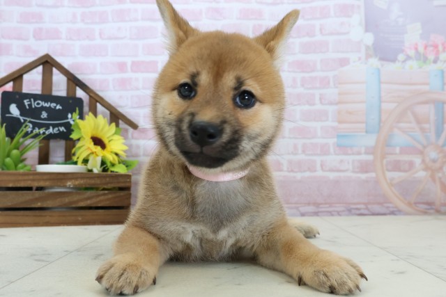 福岡県の豆柴 (Coo&RIKU小倉店/2026年1月11日生まれ/女の子/赤)の子犬の1枚目の画像