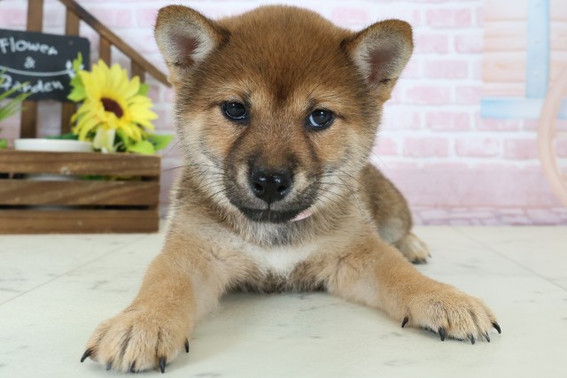 熊本県の豆柴 (Coo&RIKUカリーノ玉名店/2026年1月11日生まれ/女の子/赤)の子犬の1枚目の画像