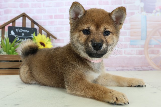 熊本県の豆柴 (Coo&RIKUカリーノ玉名店/2026年1月11日生まれ/女の子/赤)の子犬の2枚目の画像