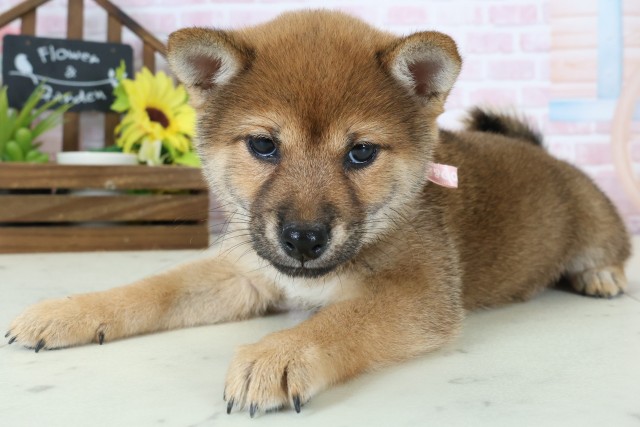 熊本県の豆柴 (Coo&RIKUカリーノ玉名店/2026年1月11日生まれ/女の子/赤)の子犬の3枚目の画像