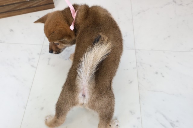 熊本県の豆柴 (Coo&RIKUカリーノ玉名店/2026年1月11日生まれ/女の子/赤)の子犬の4枚目の画像