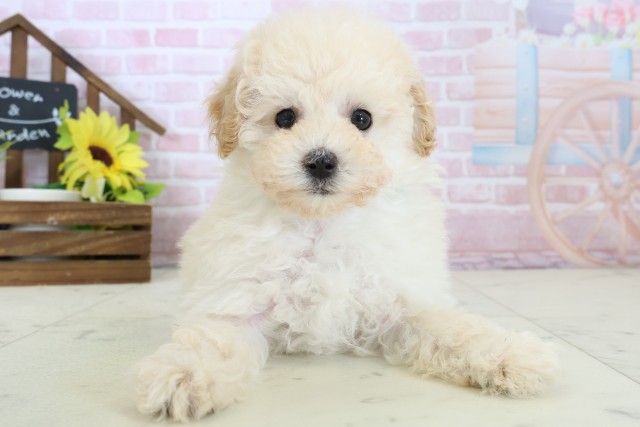 福岡県のトイプードル(トイ) (Coo&RIKU大牟田店/2026年1月11日生まれ/男の子/ホワイト)の子犬