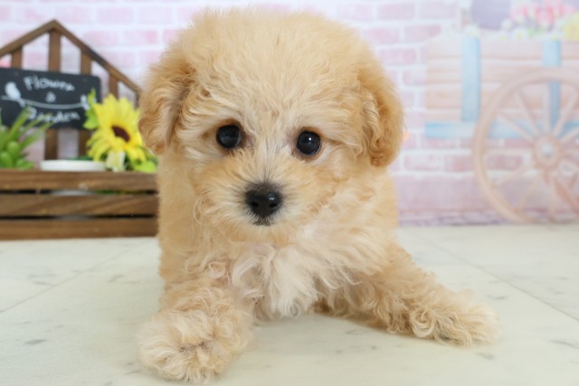 鹿児島県のトイプードル(トイ) (Coo&RIKU鹿児島店/2026年1月11日生まれ/女の子/アプリコット)の子犬の1枚目の画像