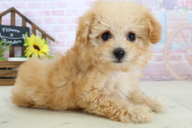 鹿児島県のトイプードル(トイ) (Coo&RIKU鹿児島店/2026年1月11日生まれ/女の子/アプリコット)の子犬の2枚目の画像