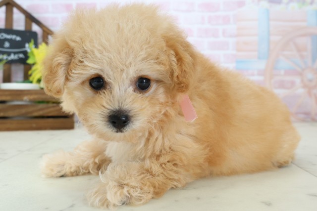 鹿児島県のトイプードル(トイ) (Coo&RIKU鹿児島店/2026年1月11日生まれ/女の子/アプリコット)の子犬の3枚目の画像
