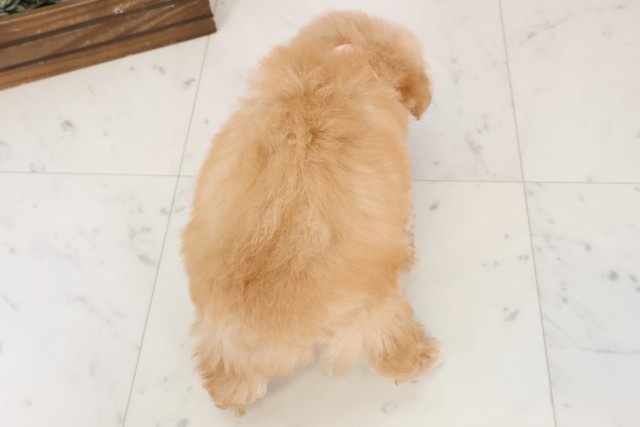 鹿児島県のトイプードル(トイ) (Coo&RIKU鹿児島店/2026年1月11日生まれ/女の子/アプリコット)の子犬の4枚目の画像