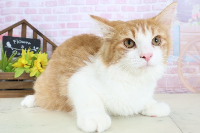 鹿児島県のノルウェージャンフォレストキャット (Coo&RIKU霧島店/2025年9月10日生まれ/男の子/レッドタビーホワイト)の子猫の2枚目の画像