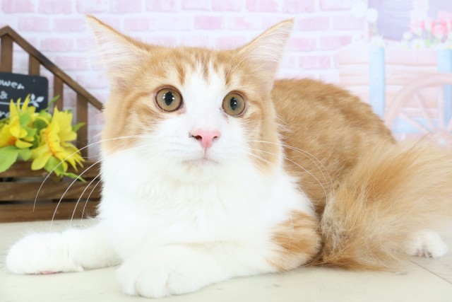 鹿児島県のノルウェージャンフォレストキャット (Coo&RIKU霧島店/2025年9月10日生まれ/男の子/レッドタビーホワイト)の子猫の3枚目の画像