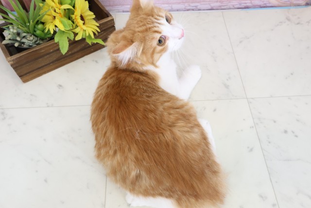 鹿児島県のノルウェージャンフォレストキャット (Coo&RIKU霧島店/2025年9月10日生まれ/男の子/レッドタビーホワイト)の子猫の4枚目の画像