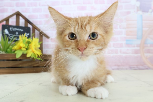 福岡県のメインクーン (Coo&RIKU福岡古賀店/2025年12月5日生まれ/男の子/レッドタビーホワイト)の子猫