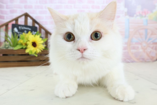 福岡県のサイベリアン (Coo&RIKU福岡西店/2025年8月19日生まれ/女の子/ダイリュートキャリコ)の子猫の1枚目の画像