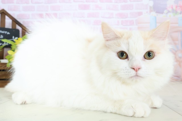 福岡県のサイベリアン (Coo&RIKU福岡西店/2025年8月19日生まれ/女の子/ダイリュートキャリコ)の子猫の2枚目の画像
