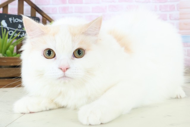 福岡県のサイベリアン (Coo&RIKU福岡西店/2025年8月19日生まれ/女の子/ダイリュートキャリコ)の子猫の3枚目の画像