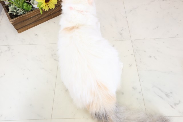 福岡県のサイベリアン (Coo&RIKU福岡西店/2025年8月19日生まれ/女の子/ダイリュートキャリコ)の子猫の4枚目の画像