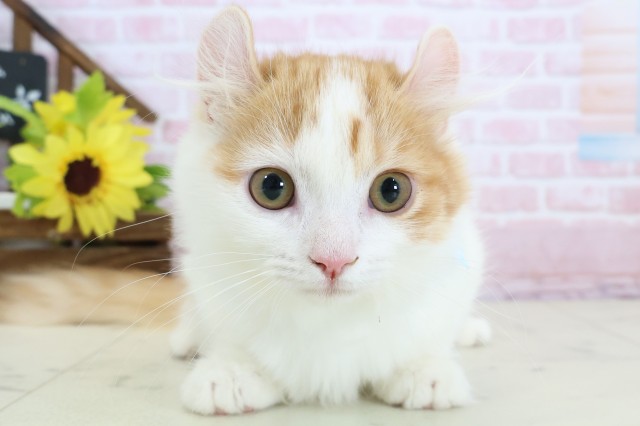 鹿児島県のキンカロー (Coo&RIKU霧島店/2025年11月1日生まれ/男の子/レッドタビーホワイト)の子猫の1枚目の画像