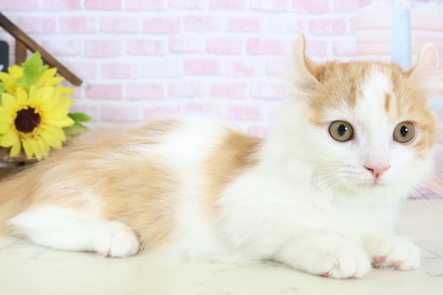 鹿児島県のキンカロー (Coo&RIKU霧島店/2025年11月1日生まれ/男の子/レッドタビーホワイト)の子猫の2枚目の画像