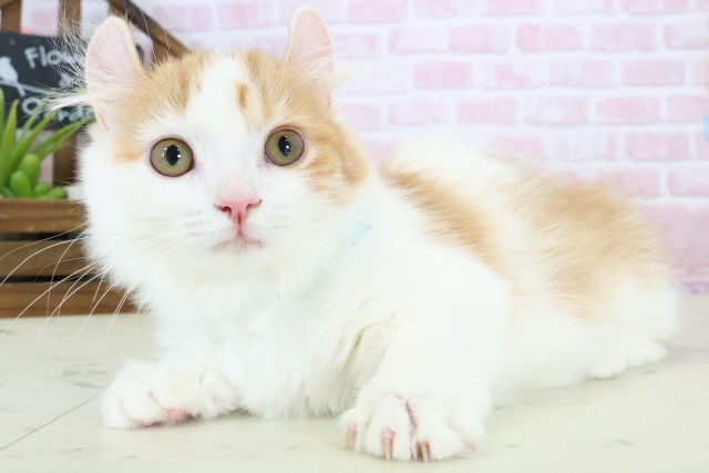 鹿児島県のキンカロー (Coo&RIKU霧島店/2025年11月1日生まれ/男の子/レッドタビーホワイト)の子猫の3枚目の画像