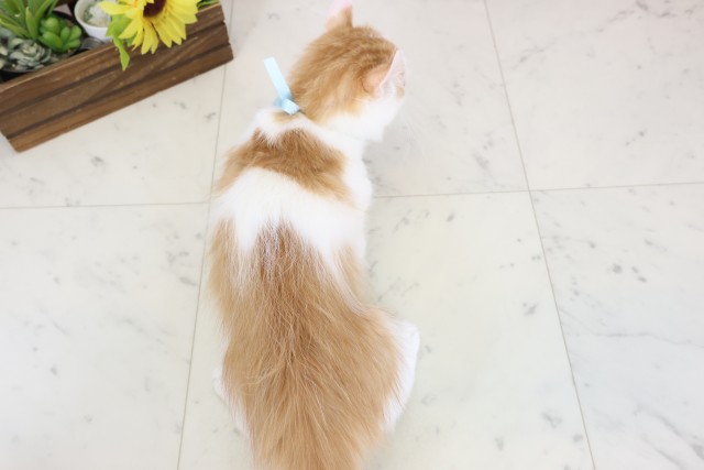 鹿児島県のキンカロー (Coo&RIKU霧島店/2025年11月1日生まれ/男の子/レッドタビーホワイト)の子猫の4枚目の画像