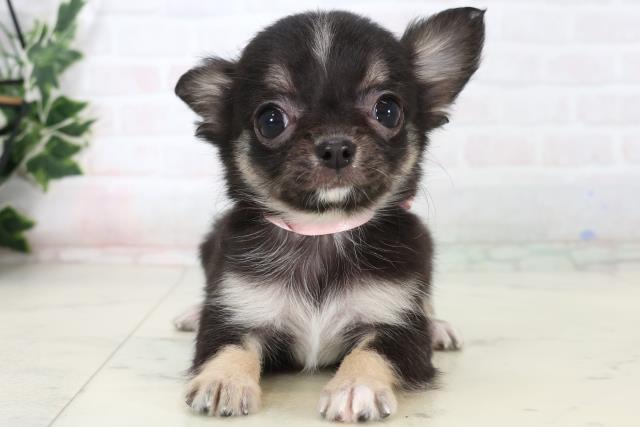 チワワ（ロングコート）