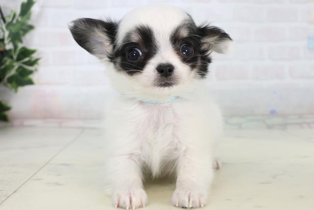 鹿児島県のチワワ(ロング) (Coo&RIKU鹿児島店/2026年1月10日生まれ/男の子/ホワイトブラック)の子犬の1枚目の画像