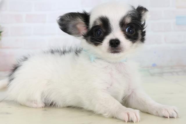 鹿児島県のチワワ(ロング) (Coo&RIKU鹿児島店/2026年1月10日生まれ/男の子/ホワイトブラック)の子犬の2枚目の画像