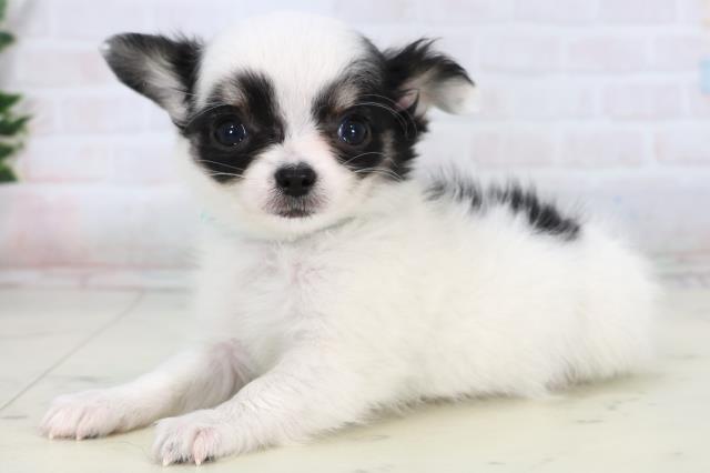 鹿児島県のチワワ(ロング) (Coo&RIKU鹿児島店/2026年1月10日生まれ/男の子/ホワイトブラック)の子犬の3枚目の画像