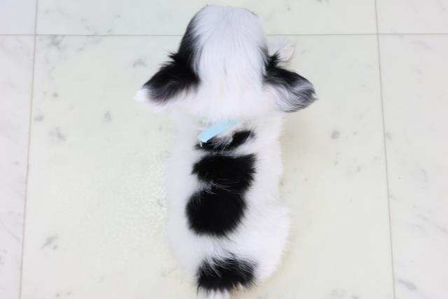 鹿児島県のチワワ(ロング) (Coo&RIKU鹿児島店/2026年1月10日生まれ/男の子/ホワイトブラック)の子犬の4枚目の画像