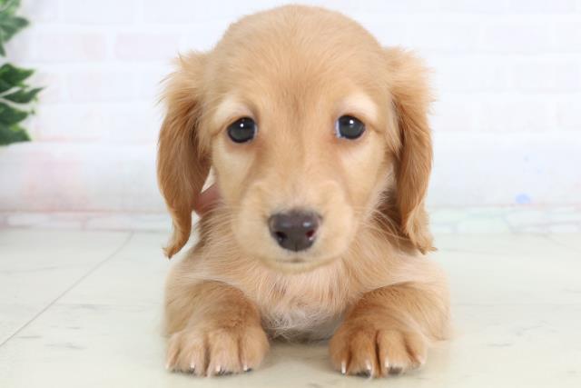 熊本県のミニチュアダックスフンド(ロング) (Coo&RIKU熊本店/2026年1月12日生まれ/女の子/ゴールド)の子犬の1枚目の画像