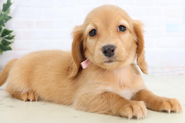 熊本県のミニチュアダックスフンド(ロング) (Coo&RIKU熊本店/2026年1月12日生まれ/女の子/ゴールド)の子犬の2枚目の画像