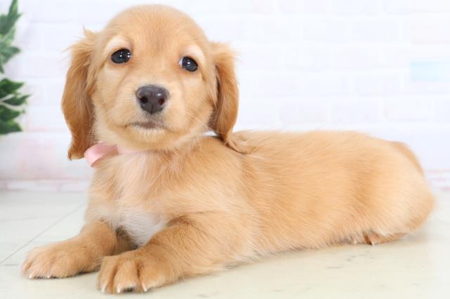 熊本県のミニチュアダックスフンド(ロング) (Coo&RIKU熊本店/2026年1月12日生まれ/女の子/ゴールド)の子犬の3枚目の画像