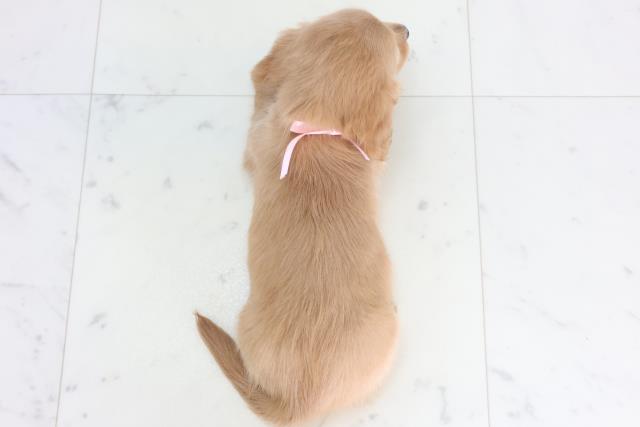 熊本県のミニチュアダックスフンド(ロング) (Coo&RIKU熊本店/2026年1月12日生まれ/女の子/ゴールド)の子犬の4枚目の画像