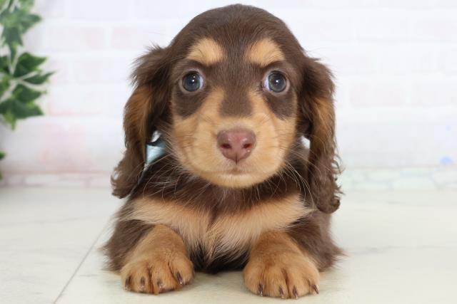 福岡県のミニチュアダックスフンド(ロング) (Coo&RIKU筑後店/2026年1月12日生まれ/男の子/チョコレートタン)の子犬の1枚目の画像
