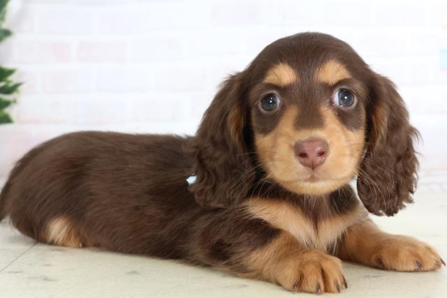 福岡県のミニチュアダックスフンド(ロング) (Coo&RIKU筑後店/2026年1月12日生まれ/男の子/チョコレートタン)の子犬の2枚目の画像