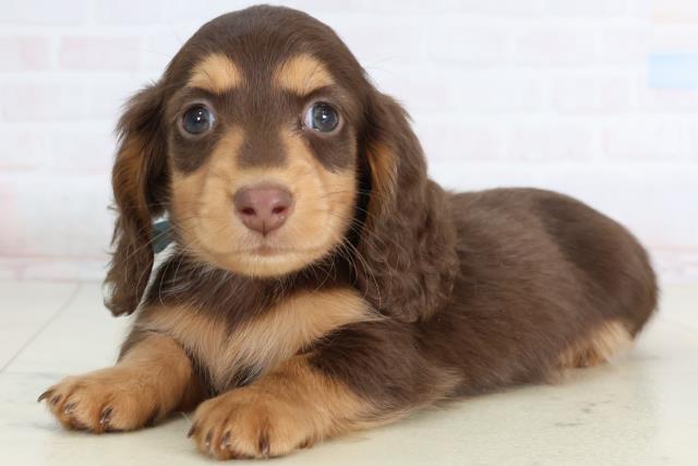 福岡県のミニチュアダックスフンド(ロング) (Coo&RIKU筑後店/2026年1月12日生まれ/男の子/チョコレートタン)の子犬の3枚目の画像