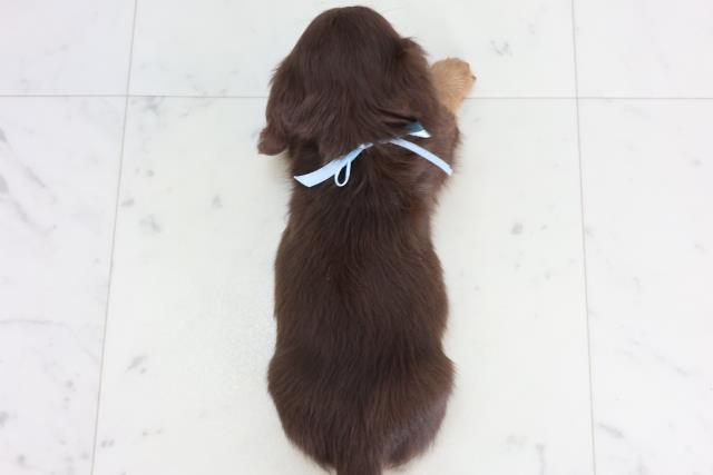 福岡県のミニチュアダックスフンド(ロング) (Coo&RIKU筑後店/2026年1月12日生まれ/男の子/チョコレートタン)の子犬の4枚目の画像